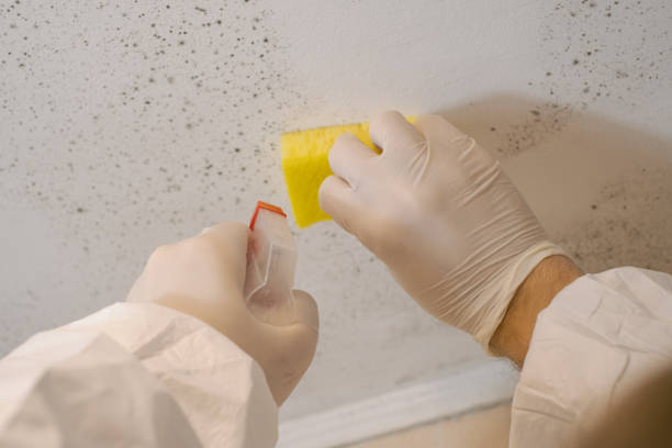 Best Attic Mold Removal  in Old Hill, CT