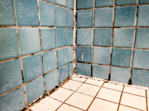 Best Mold Odor Removal Services  in Old Hill, CT