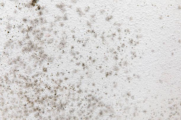 Best Biohazard Mold Removal  in Old Hill, CT
