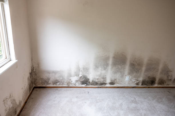 Best HVAC Mold Inspection and Cleaning  in Old Hill, CT