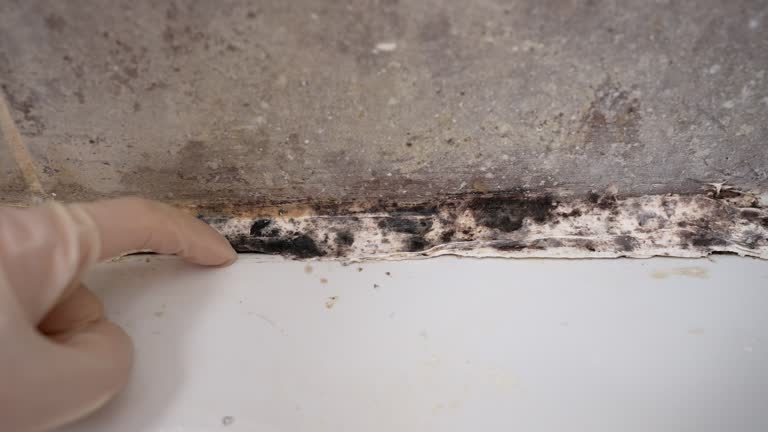 Best Environmental Consulting for Mold Prevention  in Old Hill, CT