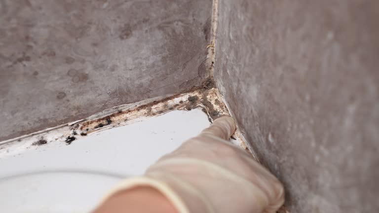 Dehumidification Services in Old Hill, CT